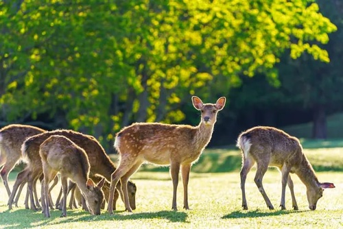 nara