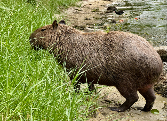 capybara