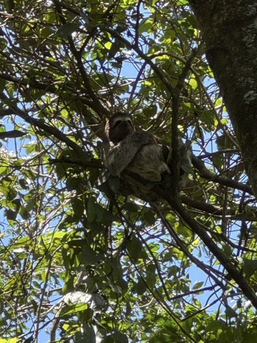 Sloth at Tijuca Rainforest