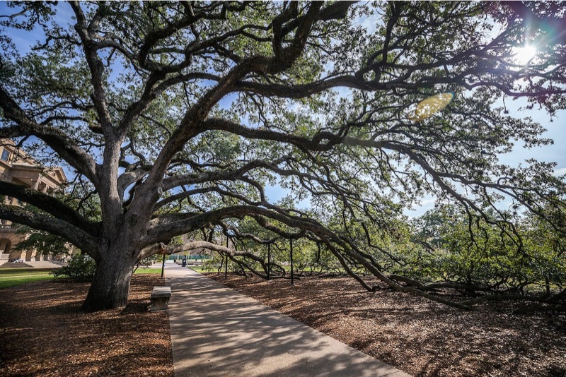 Century Tree at Texas A&M University